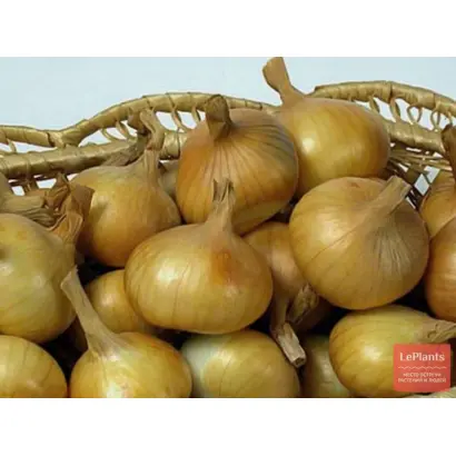 МЕЖСЕЗОНЬЕ