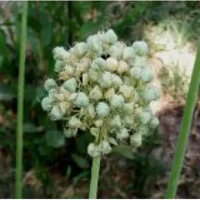 ВАВИЛОВСКИЙ