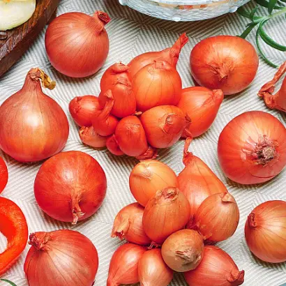 СТАРООБРЯДЧЕСКИЙ