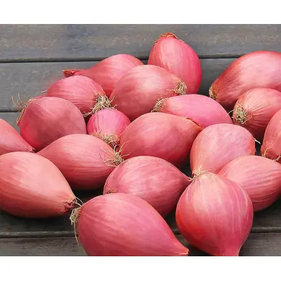 ЧЕЛЯБИНСКИЙ РОЗОВЫЙ