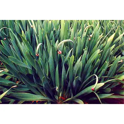 СИБИРСКИЙ ЯНТАРЬ