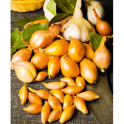 УРАЛЬСКИЙ 40