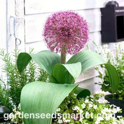 КРАСНЫЙ ВЕЛИКАН