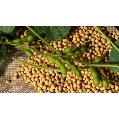 ХЕХЦИРСКАЯ