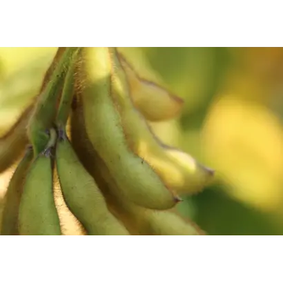 РЖТ САТЕЛИЯ