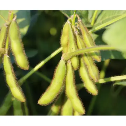 РЖТ СФИНКСА