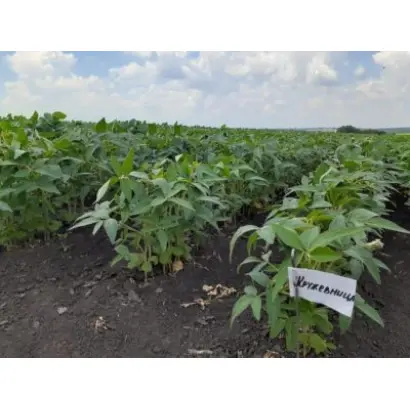 КРУЖЕВНИЦА