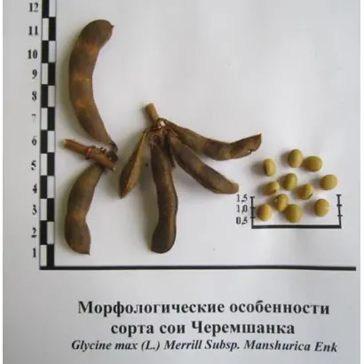 ЧЕРЕМШАНКА