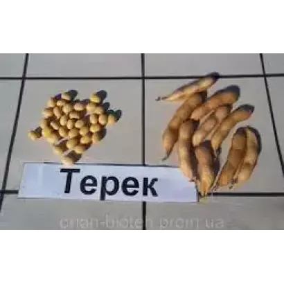 ТЕРЕК