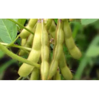 ЗОЛОТИСТАЯ