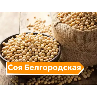 БЕЛГОРОДСКАЯ 6