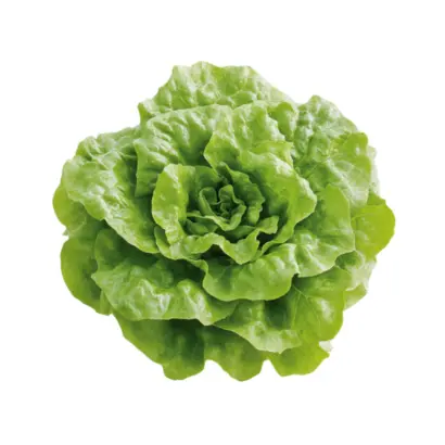 МОСКОВСКИЙ ПАРНИКОВЫЙ