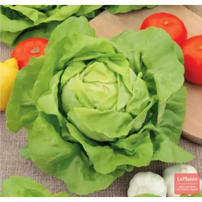 БЕРЛИНСКИЙ ЖЕЛТЫЙ