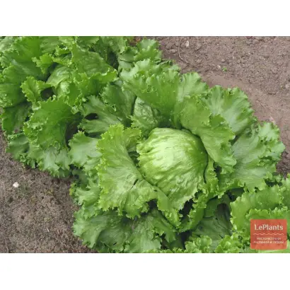 КРУПНОКОЧАННЫЙ