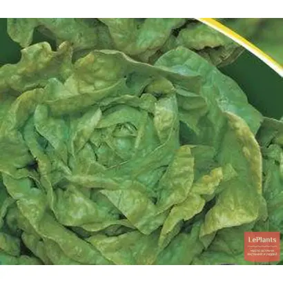 ФЕСТИВАЛЬНЫЙ