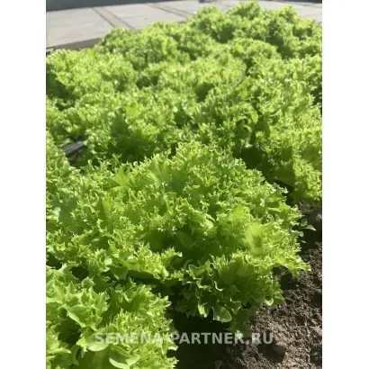 КУЧЕРЯВЕЦ ПАРТНЕР