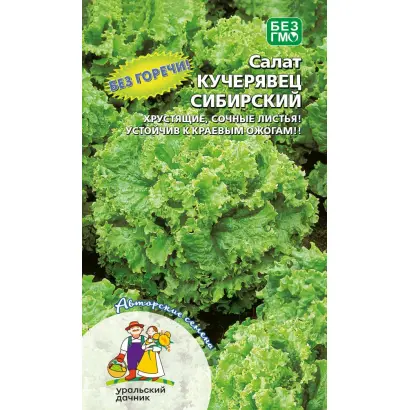 КУЧЕРЯВЕЦ СИБИРСКИЙ