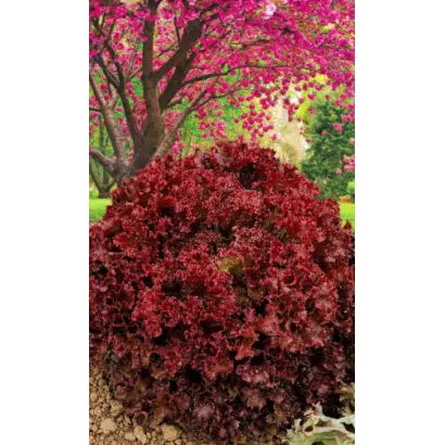 ВИШНЕВЫЙ САД