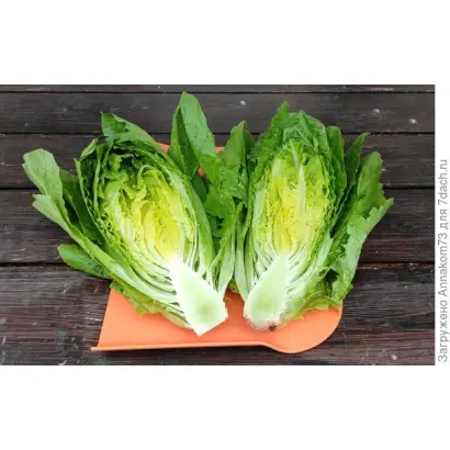 ЗЕЛЕНЫЙ ГРАФ