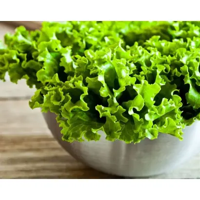 КУЧЕРЯШ ЗЕЛЕНЫЙ