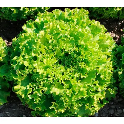 ГРИН МАСТЕР