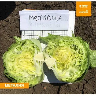 МЕТАЛИЯ