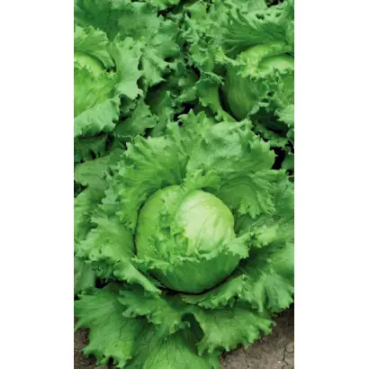 ГУБЕРНАТОР