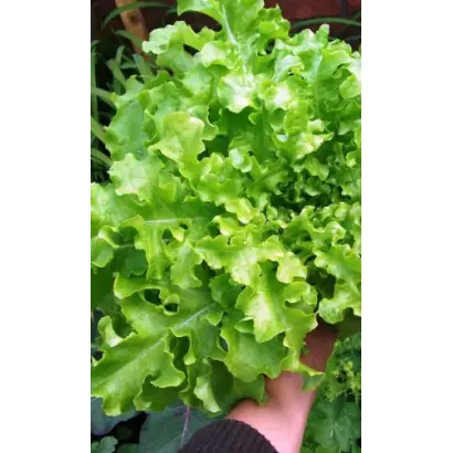 ДУБРОВСКИЙ