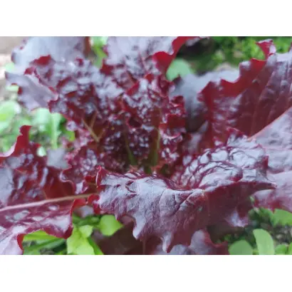 БРАЗИЛЬСКИЙ КАРНАВАЛ