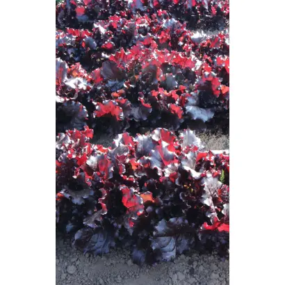 ГРАНАТОВЫЙ СОК