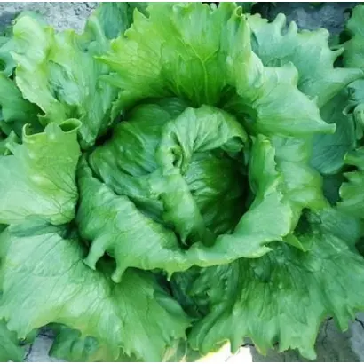 ПРОТЕКЦИОНИСТ