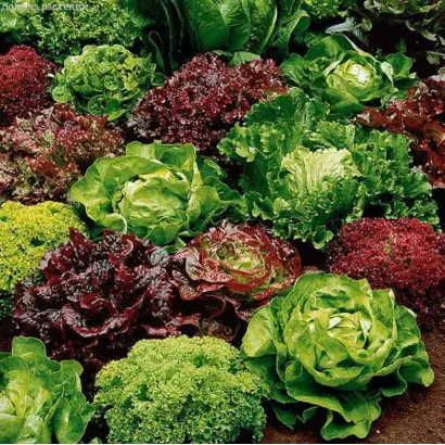 РАЗНОЦВЕТНОЕ КРУЖЕВО