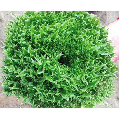 ФРИЛЛ ГРИН 2