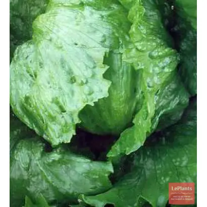 ПОДМОСКОВЬЕ