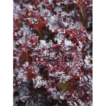 КРАСНОЛИСТНЫЙ ЛЕТНИЙ