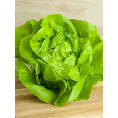 АТТРАКЦИОН