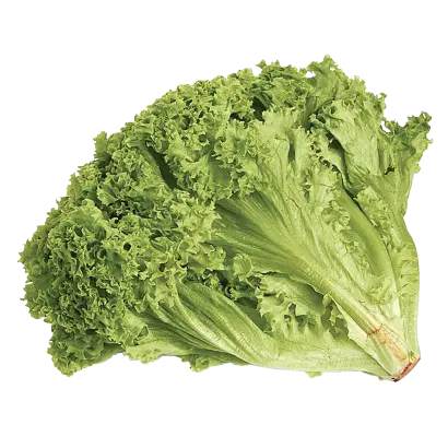 ЛОЛЛО БИОНДА