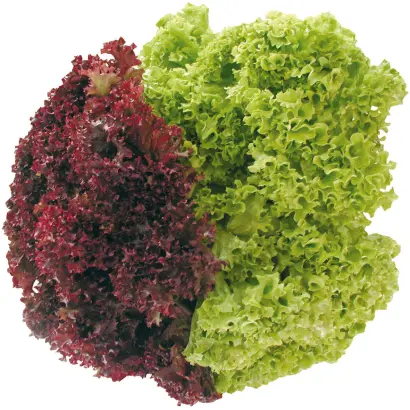 ЛОЛЛО РОССА