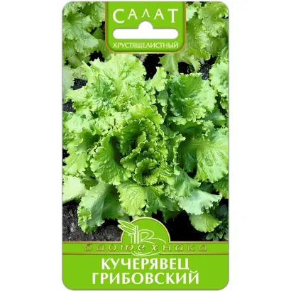 КУЧЕРЯВЕЦ ГРИБОВСКИЙ