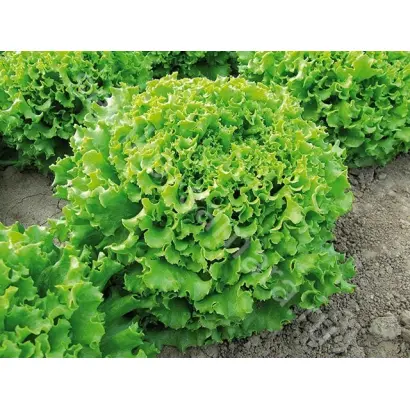 ГРАНД РАПИДС