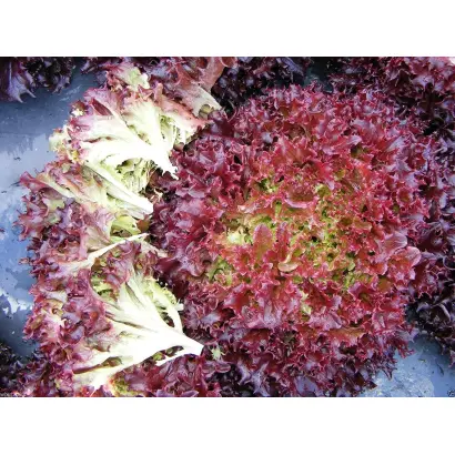 РУБИНОВОЕ КРУЖЕВО НК