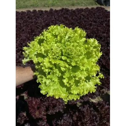 КУЧЕРЯВЕЦ СЕМКО