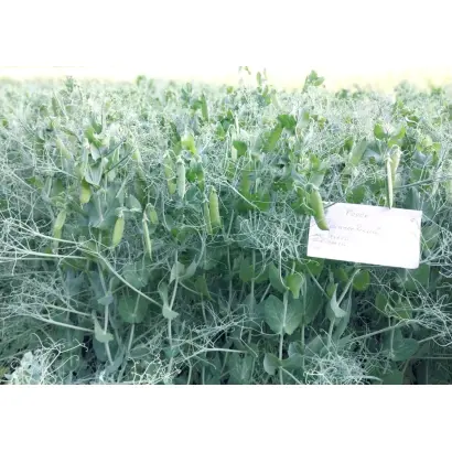 ДОКУЧАЕВСКИЙ