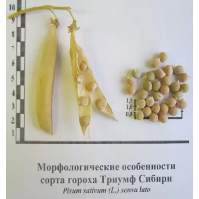 ТРИУМФ СИБИРИ