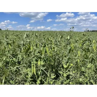 ЯМАЛЬСКИЙ 305