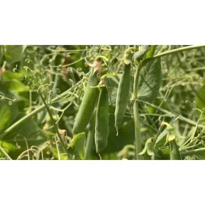 ДОНСКОЙ КОРМОВОЙ