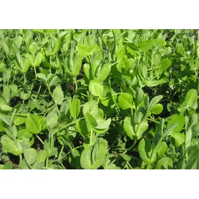 НОВОСИБИРЕЦ