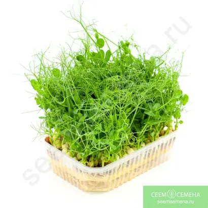 ЛУЧЕЗАРНЫЙ