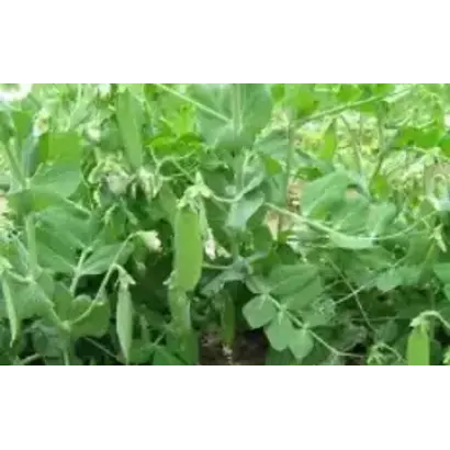 ЗАУРАЛЬСКИЙ 3