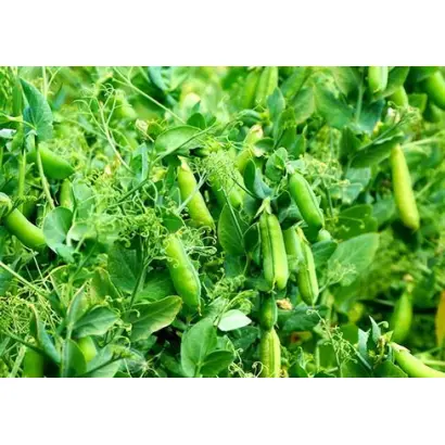 АКСАЙСКИЙ УСАТЫЙ 10